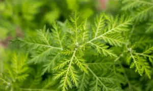 Nahaufnahme von Artemisia annua Blättern. Die Pflanze wird für ihre Wirkung auf die Psyche erforscht.