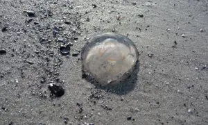 Meduza na piaszczystej plaży, otoczona muszelkami.