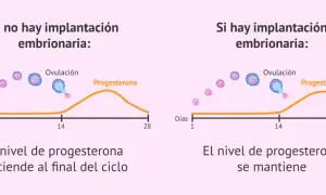 Gráfica muestra cómo el nivel de progesterona desciende si no hay implantación, pero se mantiene si hay implantación, clave para como aumentar la progesterona.