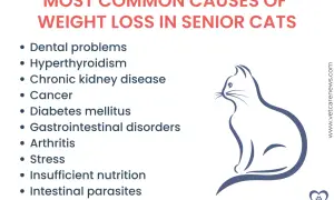 Causes of cat losing weight: dental issues, hyperthyroidism, kidney disease, cancer, diabetes, GI disorders, arthritis, stress, poor nutrition, parasites.