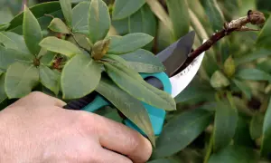 Eine Hand benutzt eine Gartenschere, um einen Ast eines Rhododendron zu schneiden.