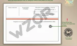 Wygląd rodowodu psa ze Związku Kynologicznego w Polsce. Dokument zawiera dane o psie, jego osiągnięciach i właścicielach.