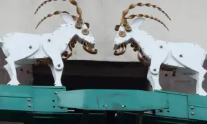 Dwie białe, metalowe kozy z kręconymi rogami patrzą na siebie.