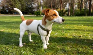 Jack Russell Terrier w zielonym szelkach na trawie, ciekawy świata. Ile żyje jack russell terrier? Zwykle 12-14 lat, ale przy dobrej opiece nawet dłużej!