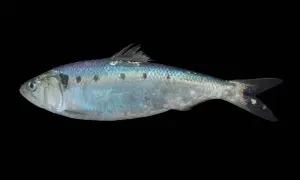 Ein glänzender, silbrig-blauer Fisch mit dunklen Flecken auf dem Rücken, der auf schwarzem Hintergrund liegt. Ein finte Fisch, bereit für die Reise.