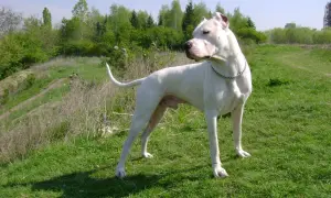 Potężny dogo argentyński stoi na zielonej łące, w tle las i niebo.