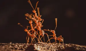 Grupa czerwonych mrówek wspina się po sobie, tworząc żywy stosik. Ich czułki falują, gdy pracują razem.