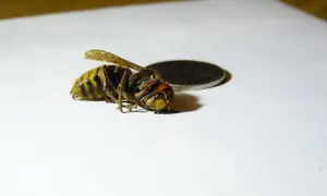 En död bålgeting drottning ligger på vitt papper bredvid ett mynt.
