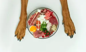 Łapy psa nad miską pełną składników na zdrową dietę: surowe mięso, ryba, jajko, ser biały, brokuły, żurawina i nasiona.