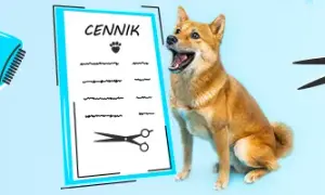 Ile kosztuje fryzjer dla psa? Sprawdź ceny i co wpływa na koszty
