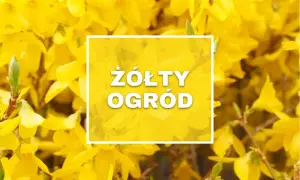 Wiosna w pełni! Krzewy obsypane żółtymi kwiatami tworzą "Żółty Ogród", zapraszając do podziwiania piękna natury.