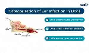 Diagram showing the ear anatomy and the three types of dog ear infections: Otitis Externa (outer), Otitis Media (middle), and Otitis Interna (inner).