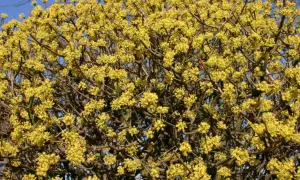 Eine üppige Kornelkirsche Hecke blüht im Frühling mit unzähligen kleinen, gelben Blüten.