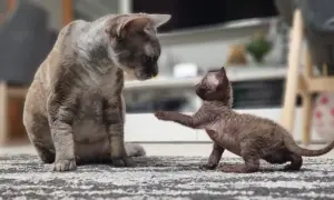 Hodowla Devon Rex w Warszawie - najlepsze miejsca na kocięta