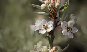 Kiedy kwitnie grusza? Odkryj tajemnice jej pięknego kwitnienia