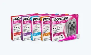 Frontline dla psa: Aplikacja krok po kroku. Uniknij błędów!