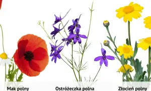 Kolorowe kwiaty polne: czerwony mak, fioletowe ostróżeczki i żółte złocienie, tworzą bukiet łąki.