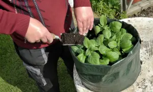 Osoba dodaje ziemię do worka z młodymi ziemniakami. Idealny czas, kiedy sadzić ziemniaki w workach, to wiosna.