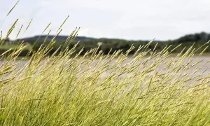 Trawa faluje na wietrze, przypominając o sile natury, niczym **fernando forte**. W tle widać wodę i zalesione wzgórza.