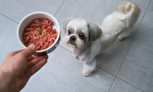Mały piesek Shih Tzu z niecierpliwością czeka na miskę z gotowanym mięsem dla psa.