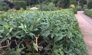 Nahaufnahme einer jungen Hecke, die gerade geschnitten wurde. Die grünen Blätter und braunen Zweige sind deutlich zu erkennen.