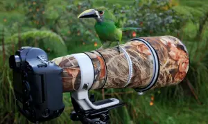 Jak fotografować przyrodę? Najlepsze techniki i porady dla amatorów