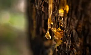 Krople bursztynowej terpentyny balsamicznej spływają po korze drzewa, tworząc błyszczące, złote łzy natury.