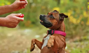 Ein Hund lernt mit einem Clicker und Leckerli. Der Hund sitzt auf den Hinterpfoten und schaut erwartungsvoll zum Menschen, der den Clicker hält.