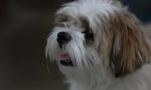 Uroczy piesek Shih Tzu z wywieszonym języczkiem. Czy pies może jeść miód? W małych ilościach tak, ale ostrożnie.