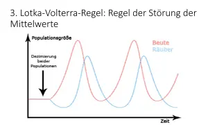 Lotka-Volterra-Modell: Räuber-Beute-Dynamik zeigt zyklische Schwankungen der Populationsgrößen.