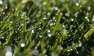 Gotas de rocío brillan en la hierba verde, como si el tiempo de riego del césped con aspersores hubiera dejado su huella.