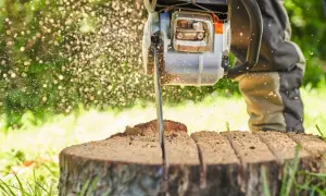 Una motosierra corta un tocon de arbol, lanzando aserrín al aire.
