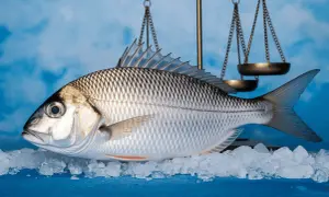 Une dorade au four, fraîchement pêchée, posée sur de la glace pilée, sous une balance dorée.