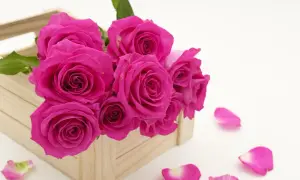 Piękne, różowe róże w drewnianej skrzynce. Idealne kwiaty na pierwszą randkę, symbolizujące namiętność i piękno.