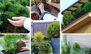 Piękne iglaki na balkon: sadzenie, pielęgnacja i aranżacja. Zielone drzewka ozdobne tworzą przytulną przestrzeń.