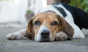 Smutny piesek rasy beagle leży na ziemi, jakby nie mógł znaleźć sobie miejsca. Jego oczy wyrażają tęsknotę.