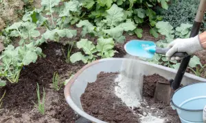 Rękawica zrzuca mączkę bazaltową do taczki z ziemią. W tle rosną warzywa.