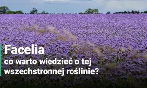 Facelia kiedy kwitnie – poznaj tajemnice jej długiego kwitnienia