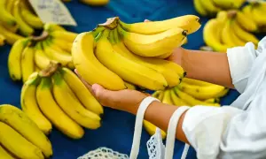 Ręce trzymające pęk żółtych bananów, które są zdrowe dla nerek. W tle widać więcej bananów.