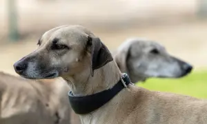 Dwa charty, jedne z najszybszych ras psów po polsku, patrzą w bok.