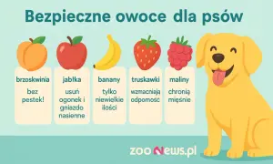 Bezpieczne owoce dla psów: brzoskwinie bez pestek, jabłka (bez gniazda nasiennego), banany (w niewielkich ilościach), truskawki i maliny.
