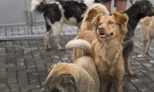 Un grupo de perros, algunos con pelaje marrón y otros blanco y negro, esperan en el suelo de baldosas. Son perros de las perreras, con miradas expectantes.
