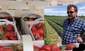 Kiedy jest sezon na truskawki w Polsce? Sprawdź daty i porady