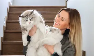 Ragdoll kotka czy kocur – które lepiej pasują do Twojego stylu życia?