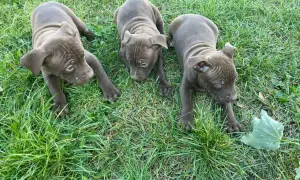Trzy urocze szczenięta pitbull red nose leżą na trawie, badając otoczenie.