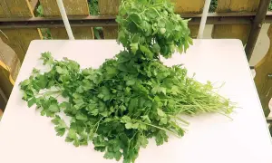 Frische Petersilie liegt auf einem Tisch, bereit zum Einfrieren. So bleibt das Kraut lange haltbar.
