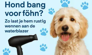 Hond overgevoelig voor geluid? Een lieve hond met tong uit zijn bek, naast een föhn. Tips om je hond te laten wennen aan de waterblazer.