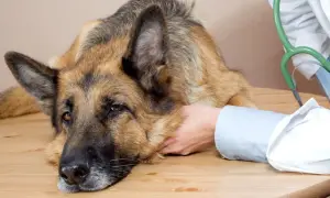 Ein Schäferhund mit traurigem Blick liegt auf einem Holztisch, während ein Tierarzt ihn streichelt. Mögliche Hausmittel bei Vestibularsyndrom werden besprochen.