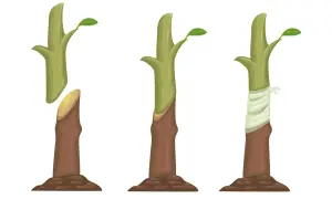Ilustracja pokazuje etapy szczepienia drzew na pniu: przygotowanie zrazu, połączenie z podkładką i zabezpieczenie bandażem.