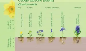 Jesienne sadzenie kwiatów: Poradnik po bylinach i cebulach